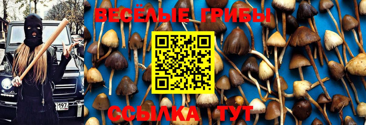 Псилоцибиновые грибы ЛСД  цены   Вход с VPN  Псков  Псилоцибиновые грибы Psilocybine cubensis 